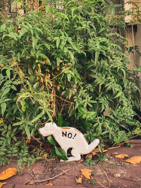 A ceramic garden ornament shaped like a white dog with black spots, positioned near the base of a green shrub with elongated, pointed leaves. The ornament features the word 'NO!' written in black on its side. It rests on the ground amidst some fallen brown leaves and soil, with a background of dense foliage and a partial view of a wooden fence. The scene is outdoors, suggesting a garden or yard setting, which may be relevant to house removals or moving contexts where garden or outdoor spaces are involved during packing or transportation as done by Man with Van Upminster.